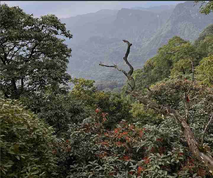 Every Drop Captures Nature’s Essence From Five Centuries