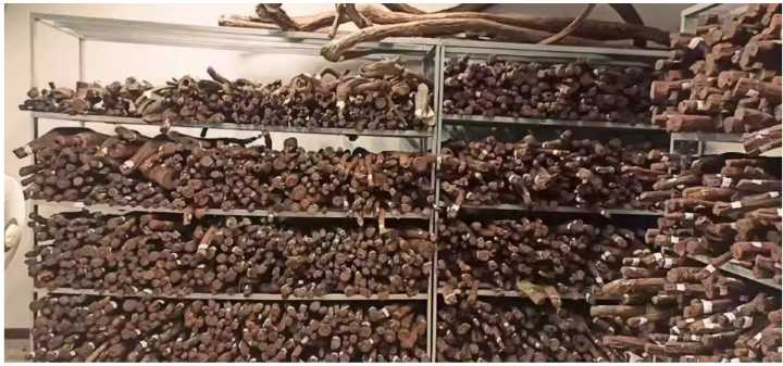 Wild 300-year-old mature vines are extremely rare