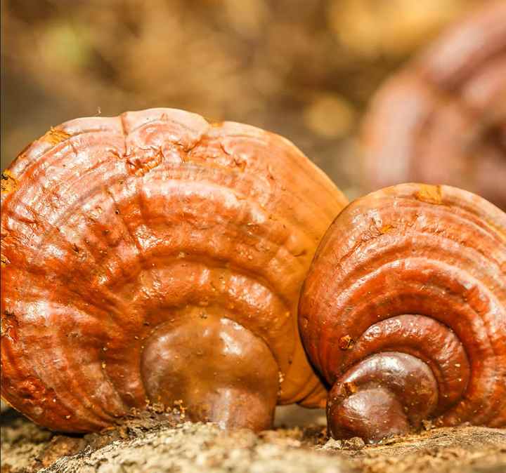 Preserves Spore Vitality & Active Compounds