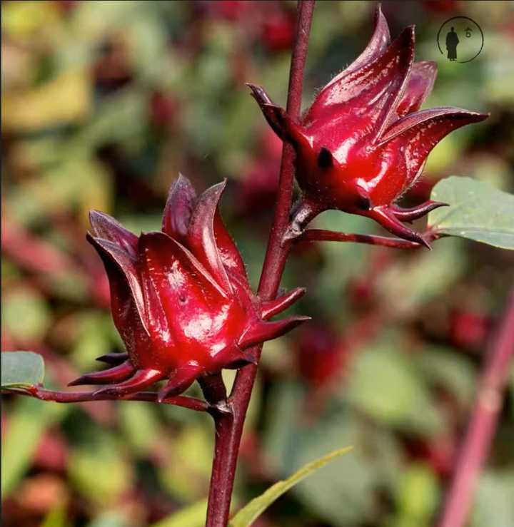 Delivers antioxidant benefits, brightens complexion, soothes and calms skin, while reinforcing the skin barrier.