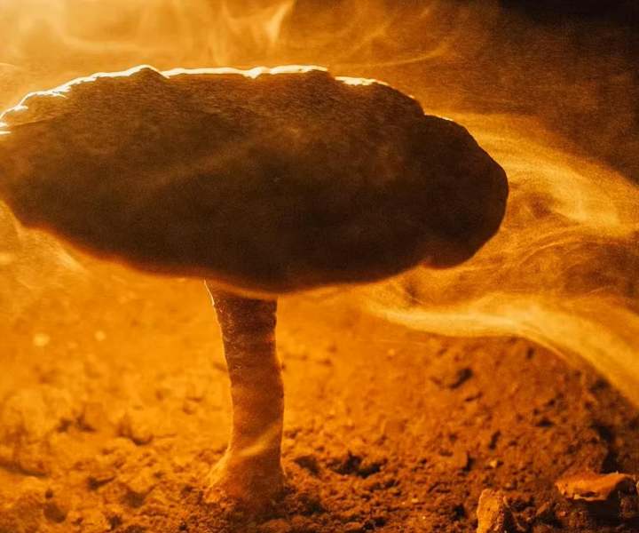 Our Ganoderma Lucidum Spore Oil contains abundant Ganoderma triterpenes and polysaccharides.