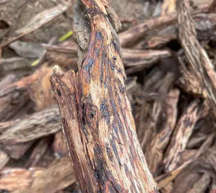 Precious & Rare Natural Agarwood Essential Oil
